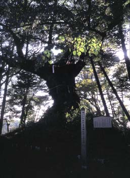 熊野神社シナノ木