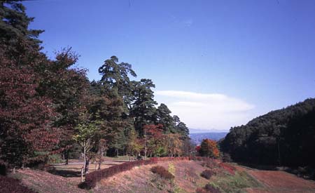 松並木1