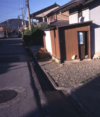 猫1