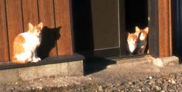 猫2 かわいいにゃ〜