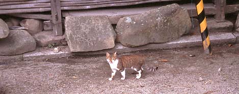 ねこねこねこ