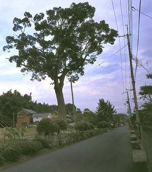 大きな樹
