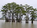 Swamp Tour of Whiskey River