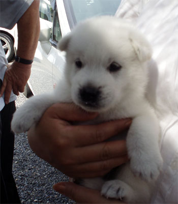 紀州犬の子犬