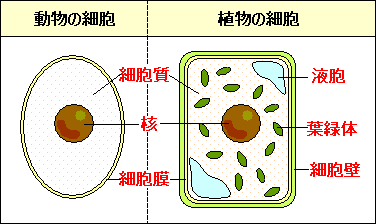 細胞のつくり