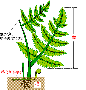 花のさかない植物