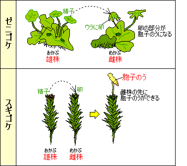 コケ 植物 種類