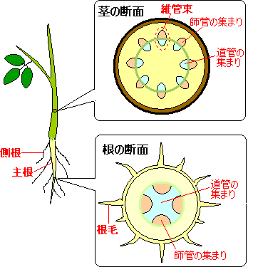 根 茎のつくり