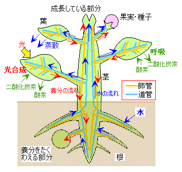 根 茎のつくり