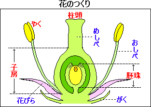 植物のつくりとはたらき