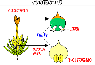 植物のつくりとはたらき