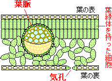 葉のつくりとはたらき