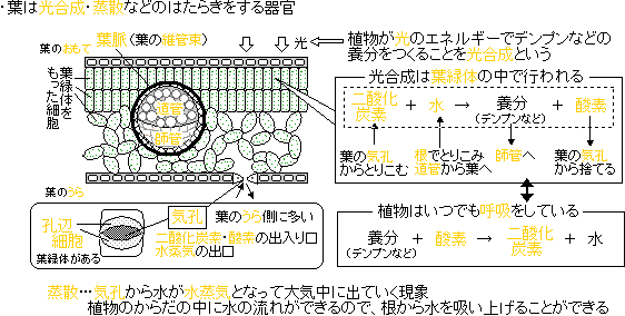 植物のつくりとはたらき 暗記用プリント