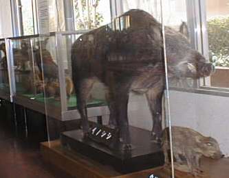 ani1.jpg(12KB) �����@���̂���