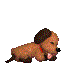 dog105nerug.gif (1556 oCg)