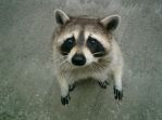 アライグマの写真