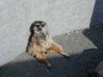 ミーアキャットの写真