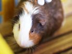 モルモットの写真